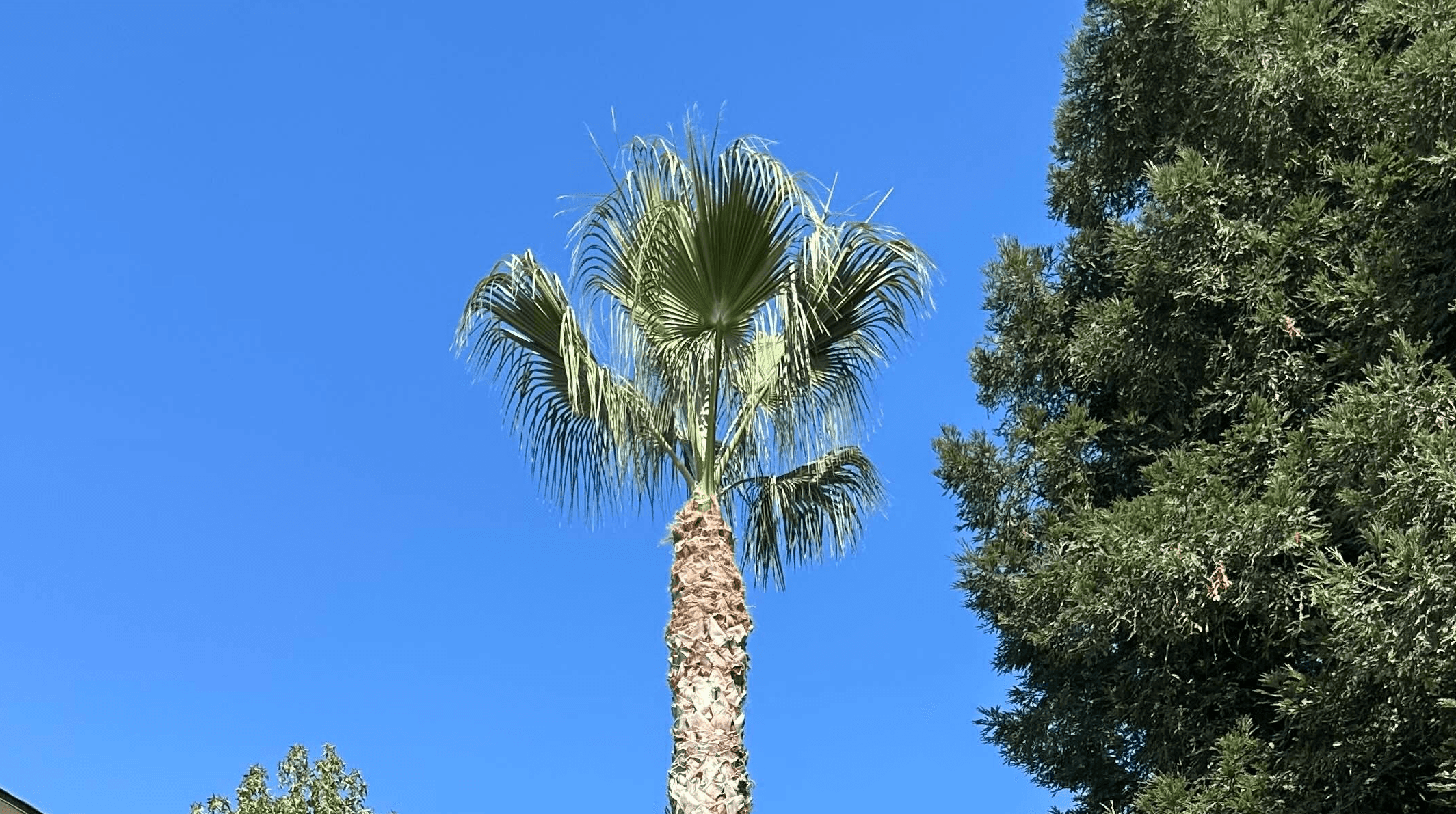 Tree & Palm Trimming After