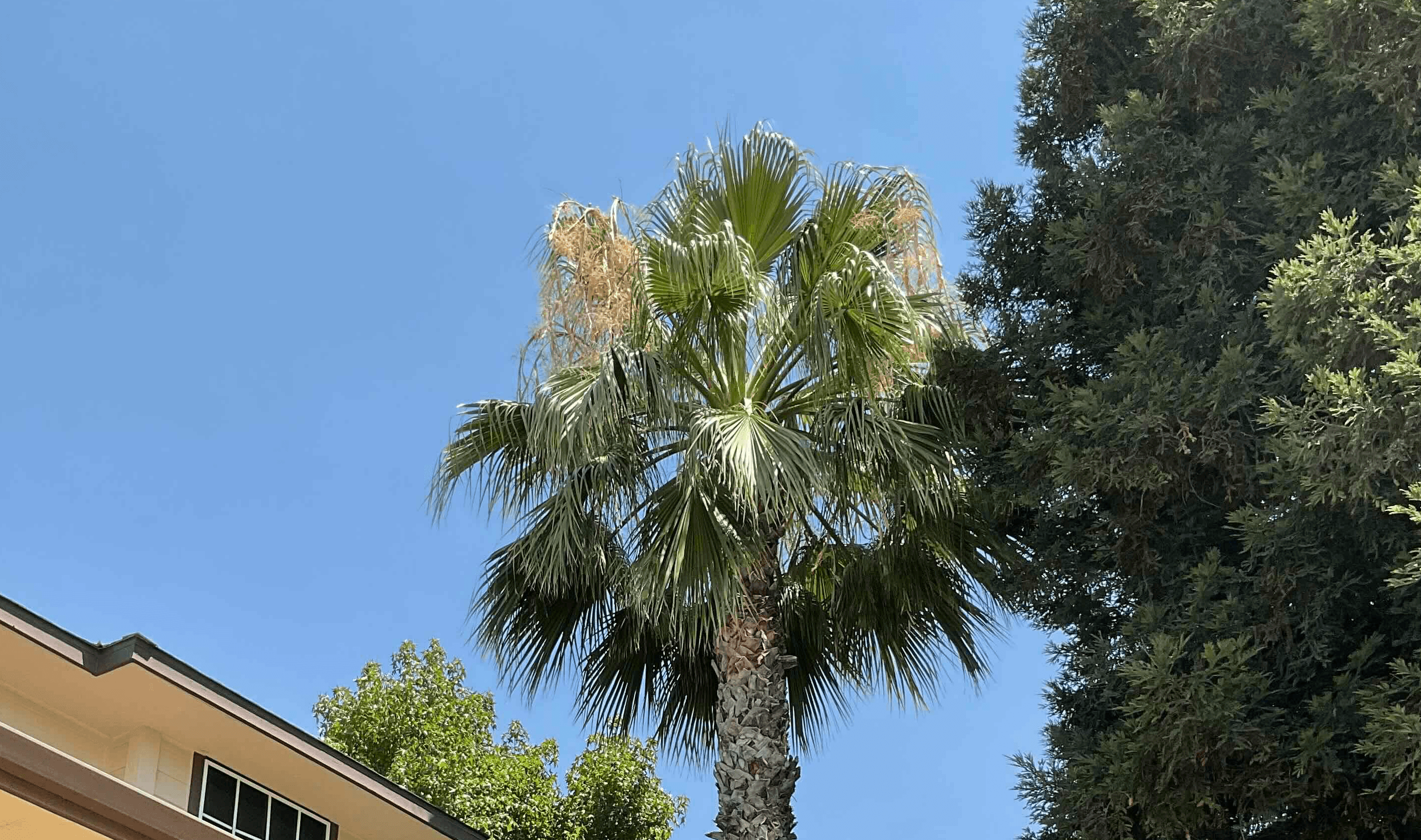 Tree & Palm Trimming Before